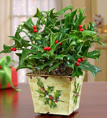 Happy Holly Days