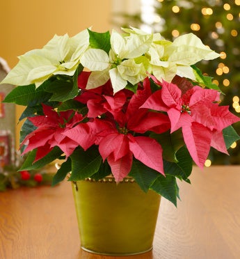 Red and White Poinsettia