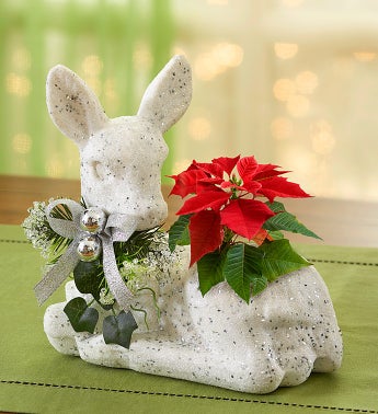 Winter?s Sparkle Mini Poinsettia