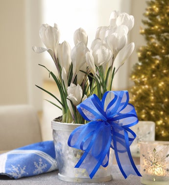Winter Wishes Crocus