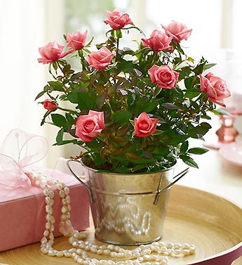Perfectly Pink Rose