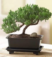 Juniper Bonsai