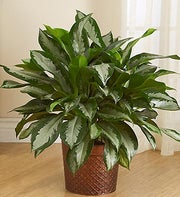 Aglaonema Floor Plant for Sympathy