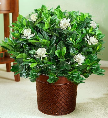 Gardenia Floor Plant
