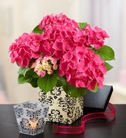 Chic Pink Hydrangea