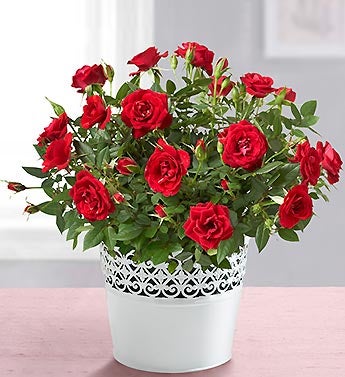 Compassionate Red Rose
