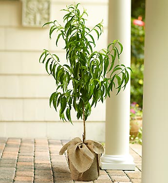 Peach Tree