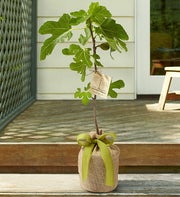 Fig Tree