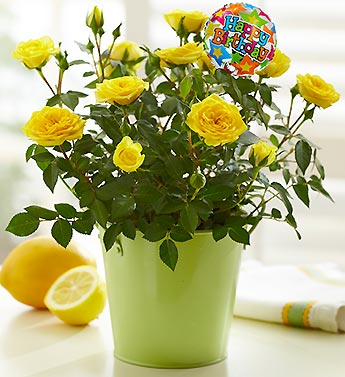 Happy Birthday Rose Plant