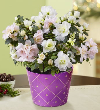 Winter White Azalea