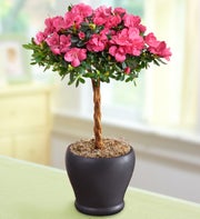 Hot Pink Azalea Topiary