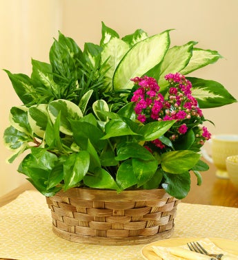 Blooming Dish Garden