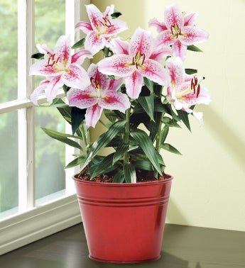 Bulb of the Month