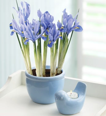 Bulb of the Month