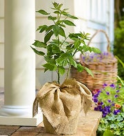 Raspberry Bush for Sympathy