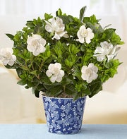 Graceful Gardenia