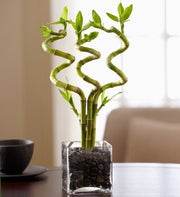 Curly Bamboo