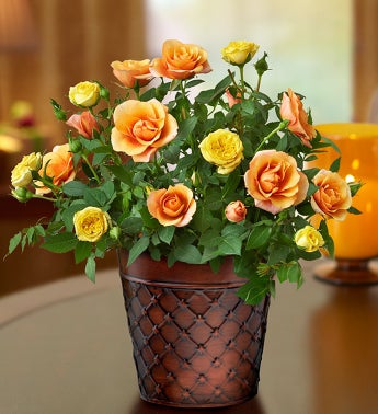 Autumn Essence Rose