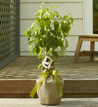 Dogwood Tree