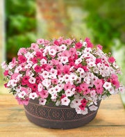Proven Winners� Above & Beyond Dish Garden