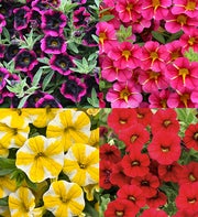 Proven Winners� Superbells Assorted 4-Pack