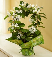 Stephanotis Plant