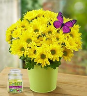 Yellow Mum Plant