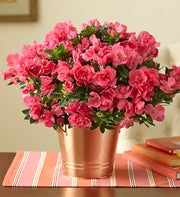 Precious Pink Azalea