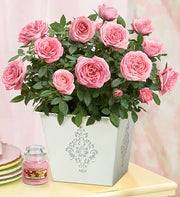 Blooming Pink Rose