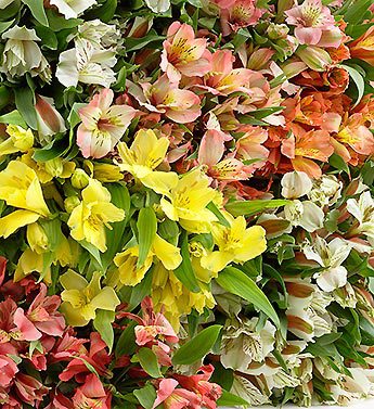 Assorted Peruvian Lilies, 400 Stems