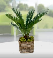 Nikau Palm