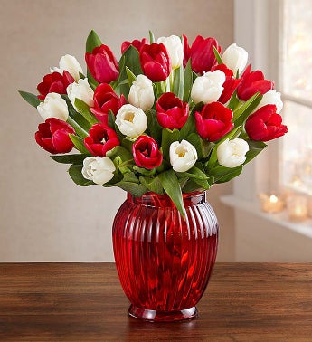 Jolly Holiday Tulips, 30-60 Stems