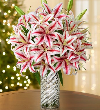 Candy Cane Lilies