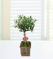 Olive Tree