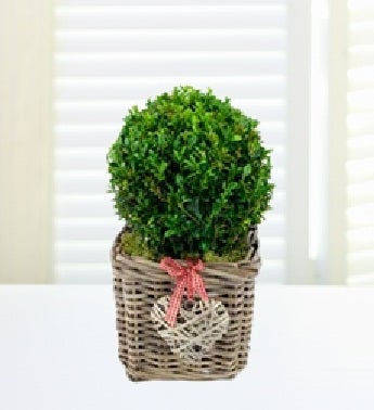 Topiary Ball