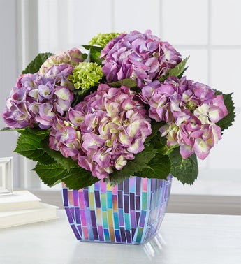 Hydrangea in Mosaic Planter from 1800FLOWERS.COM