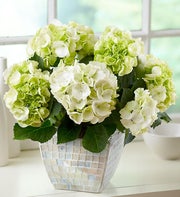 Hydrangea in Mosaic Planter