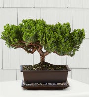 Green Mound Juniper Bonsai
