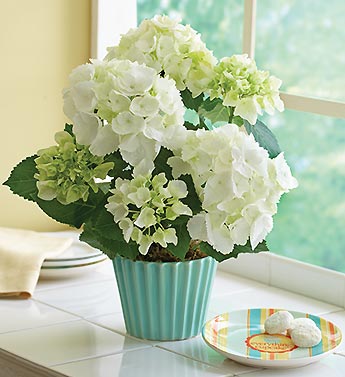 hydrangea plant in cupcake planter