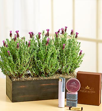 Modern Lavender Trio