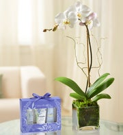 Elegant Orchid