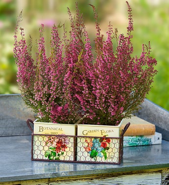 Heather Garden