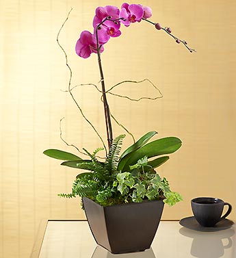 Exotic Island Orchid