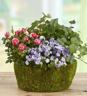 Basket of Spring Plants
