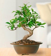 Golden Gate Ficus Bonsai