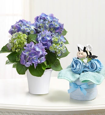 Baby Hydrangea Gift Set