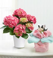 Baby Hydrangea Gift Set