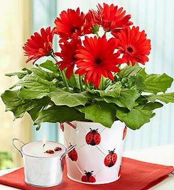 Lucky Ladybug