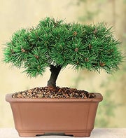 Dwarf Mugo Pine Bonsai