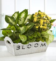 Bloom